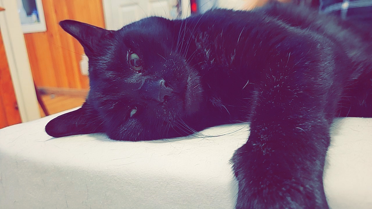 black cat lying down